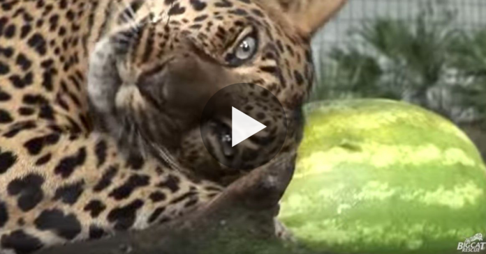 Featured-Big-Cats-Like-Watermelon-FB