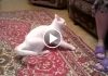 Cat Doesn't Like Her Human's Mom, Repeatedly Attacks Her