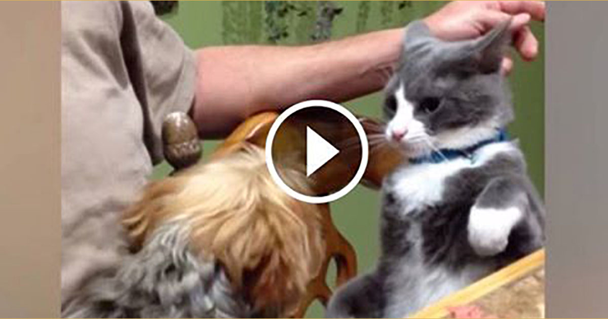 15 Cats Who Aren’t Afraid Of Dogs Catlov