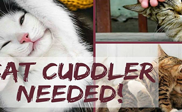 Looking For A Job? This Vet Clinic Is Seeking A Professional "Cat Cuddler"