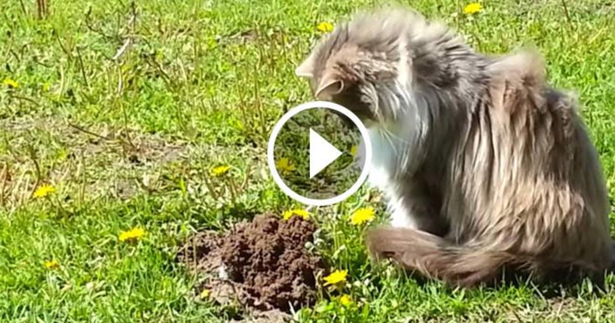 fur real cat that poops