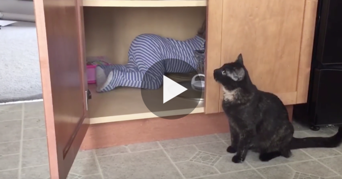 Featured-Cats-Sick-Of-Human-FB