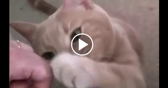 Featured-Cuddle-Kitty-FB