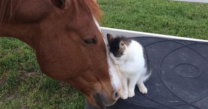 Featured-Dakota-Horse-Sappy-Cat-Bond-FB2