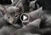 A Den Of Purring Kittens