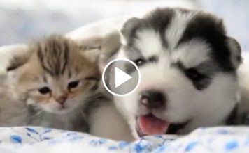 There’s Nothing Like A Best Friend, Even If It's A Dog