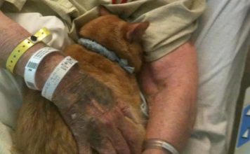 Elderly Woman’s Dying Wish Is To Say Goodbye To Her Cat