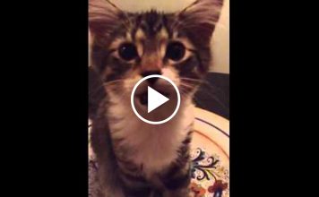 This Little Kitty Just Woke Up And She Wants To Tell You All About It!