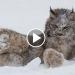 Featured-Lynx-FB