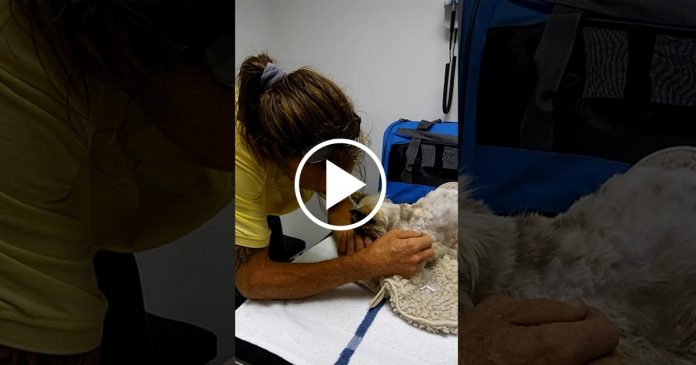 Featured-Man-Reunited-With-Lost-Cat-FB