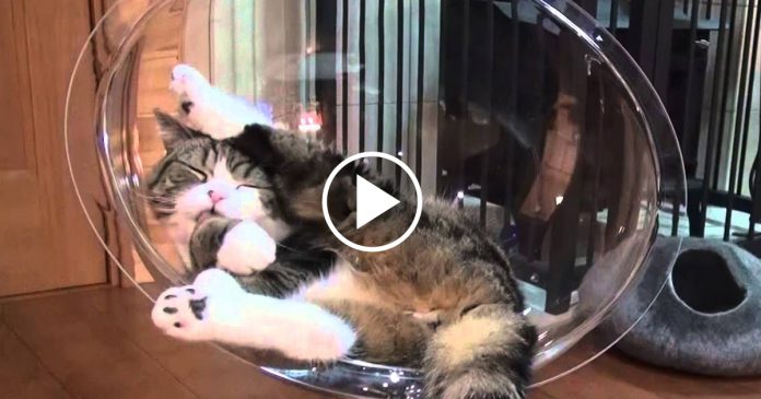 Featured-Maru-Cat-Bed-FB