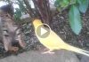 Parrot Wants To Befriend Cautious Kitten