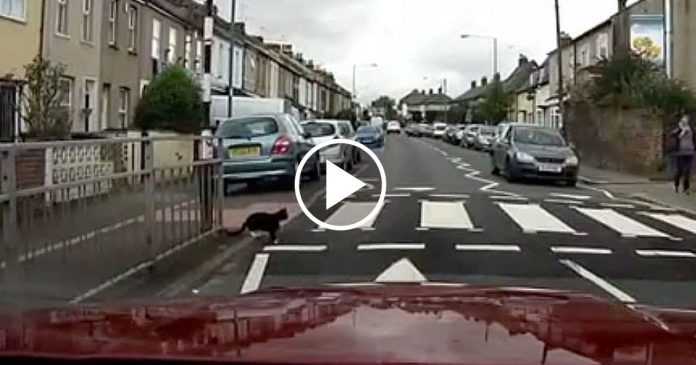 Featured-Saftey-Minded-Cat-FB