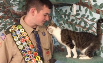 Amazing Boy Scouts Project: Upgrades For Shy Shelter Kitties Room