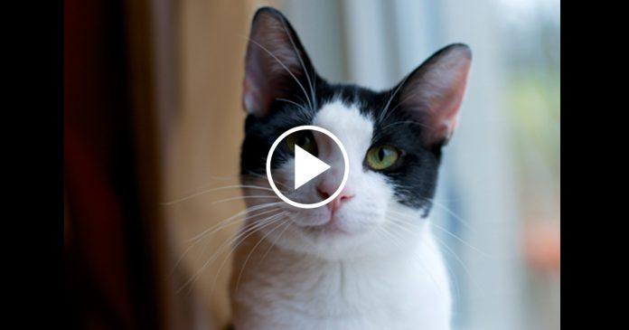 Featured-Sounds-Cats-Make-FB