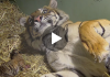 Amazing Footage Captures Tiger Giving Birth To Twin Cubs