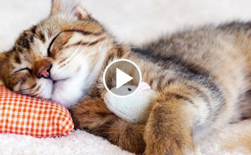 How to Train Your Cat to Let You Sleep