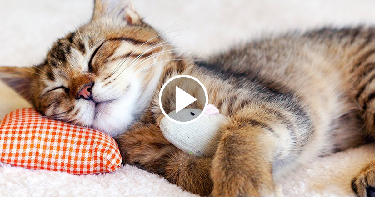 How To Train Your Cat To Let You Sleep Catlov 6760