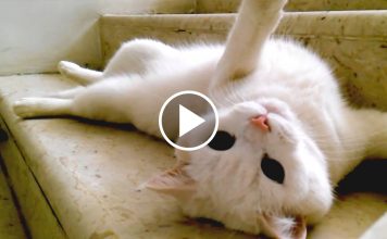 Hilarious Waterfall Cats Compilation