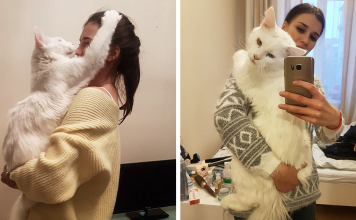 Kitty Grows Up Hugging His Human Every Day And Won’t Stop No Matter How GIANT He Gets
