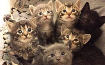 Stray Cat Found on Porch Gives Birth To Seven Furballs