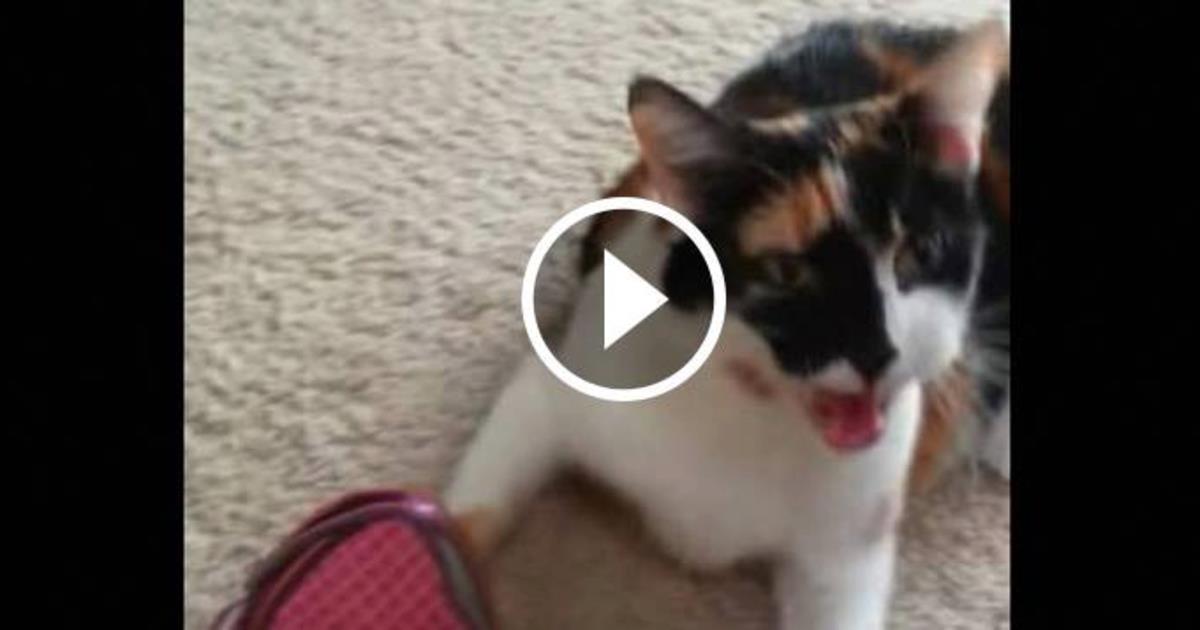 "My Cat Throwing a Temper Tantrum!" Catlov