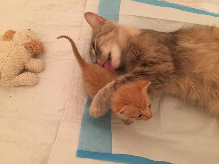 Momma-Cat-Saves-Orphans-6
