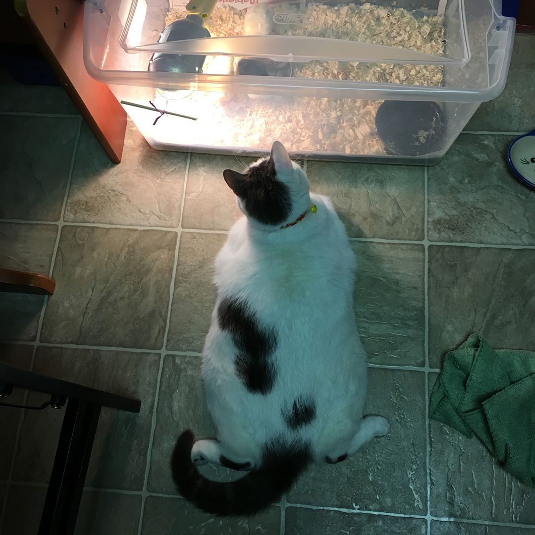 Scruffles-Fat-Cat-8