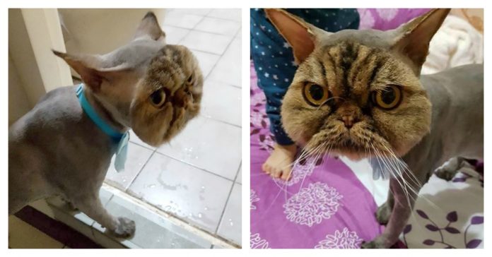 bad-cut-cat-feature