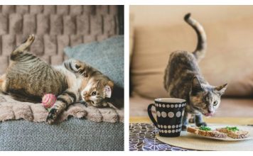 Photographer Creates Portraits Of Disabled Cats Still Enjoying Life, To Challenge Negative Perceptions