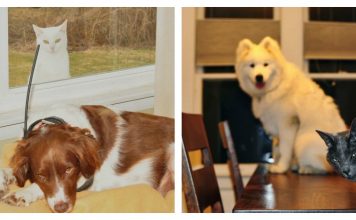 These Cats Love Robbing Their Dog Pals Out Of Some Good Selfies….