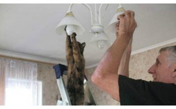 23 Pictures That Prove Cats Are Also Man's Best Friend