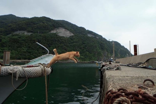 japan-cat-island-08