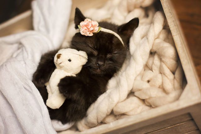 kitty-newborn-pics-05