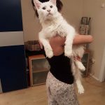 maine-coon-cat-hugs-owner-tihon-3