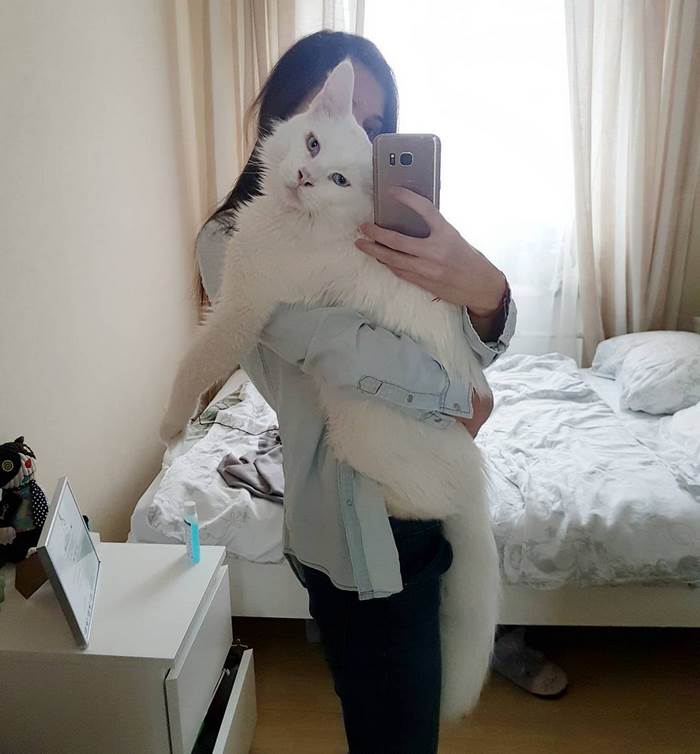 maine-coon-cat-hugs-owner-tihon-6