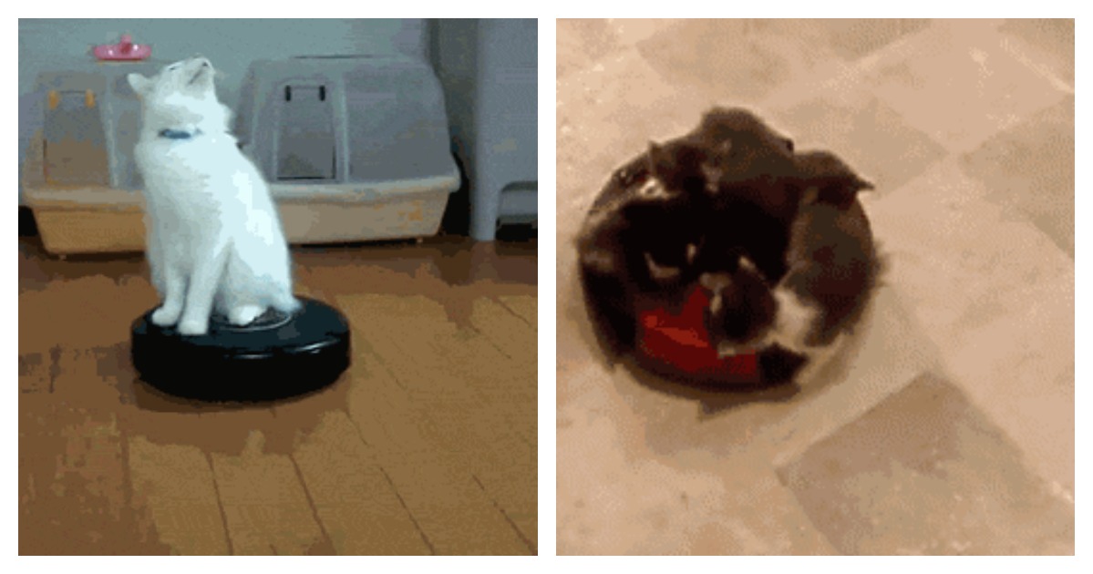 So, Apparently Cats Are Obsessed With Roombas…A Lot…. Catlov