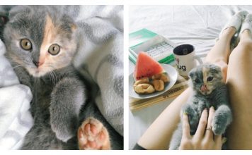 This Adorable Kitten Found A Mom By Being The Most "Unusual Cat In The World"