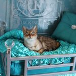 spoiled-cats-10