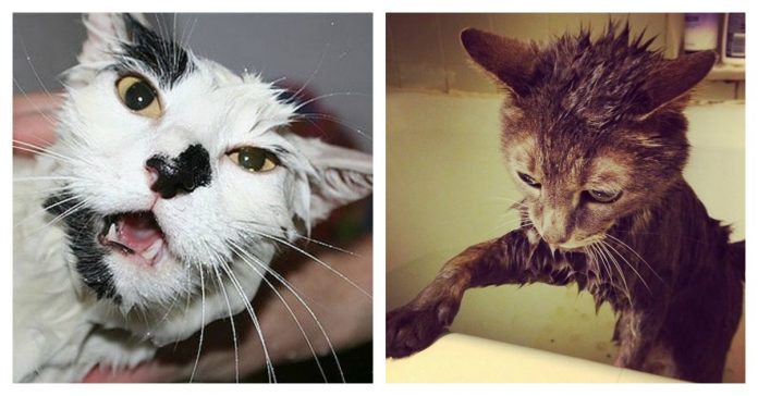 wet-feelings-cat-feature