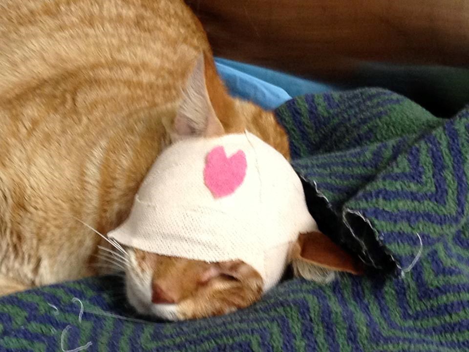 Cat Receives Eye Surgery Thanks To Facebook Fans Catlov