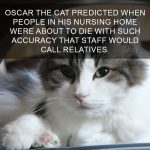 Cat-Facts-13