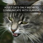Cat-Facts-16