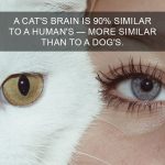Cat-Facts-21