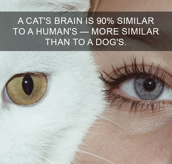 Cat-Facts-21