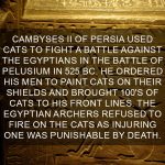 Cat-Facts-24
