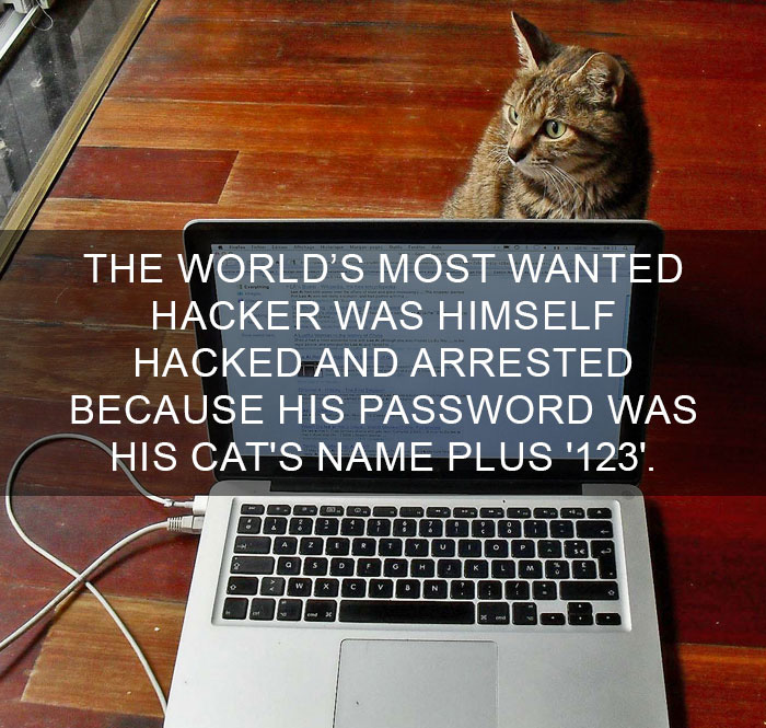 Cat-Facts-29
