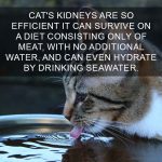 Cat-Facts-32