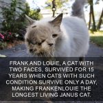 Cat-Facts-33