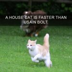 Cat-Facts-36